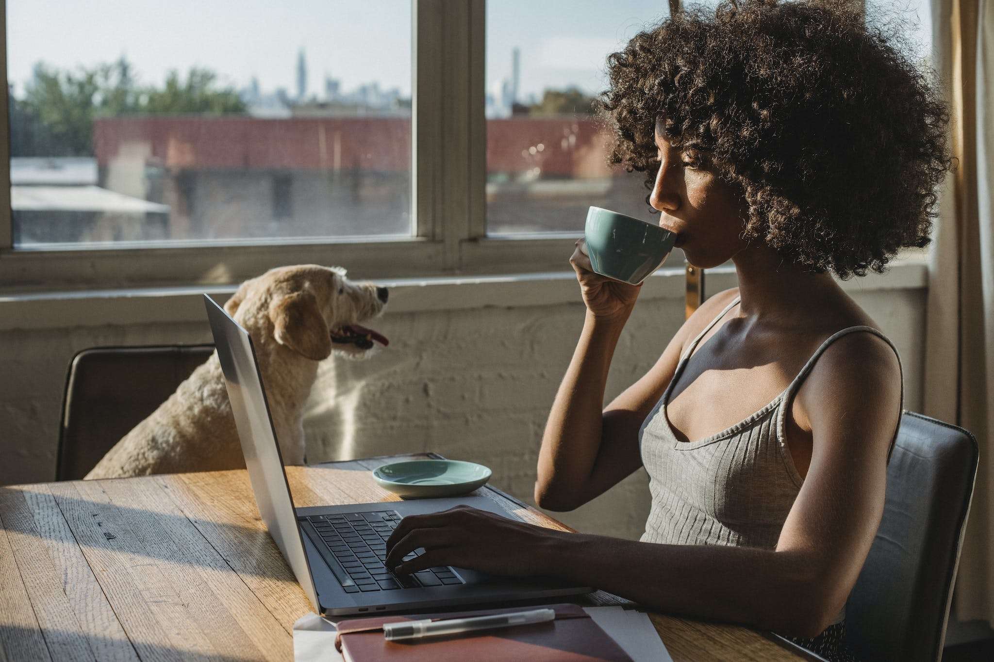 Side view of concentrated young African American lady sitting at table in home while working remotely on computer and drinking coffee near big dog